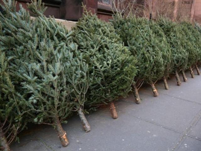 Recycling Christmas Trees